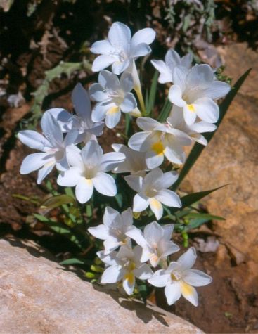 Freesia leichtlinii subsp. alba